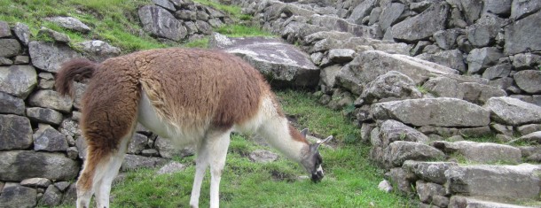 How to plan a visit to Machu Picchu