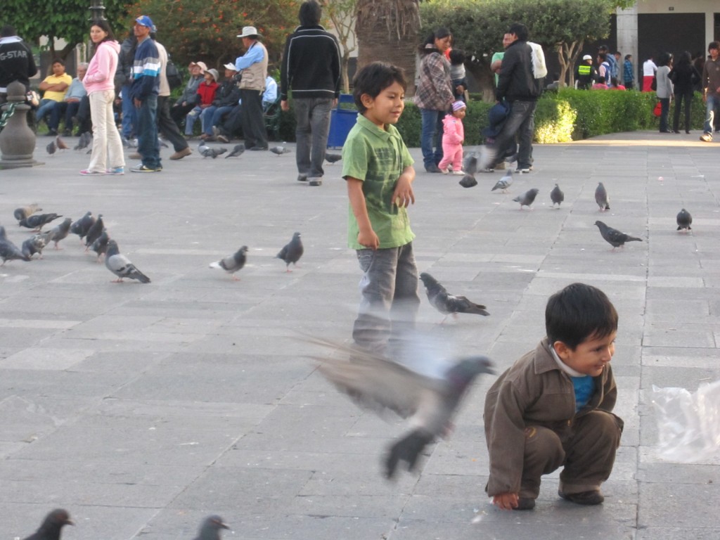 Children chase pigeons in the Plaza de Armas; Arequipa, Peru