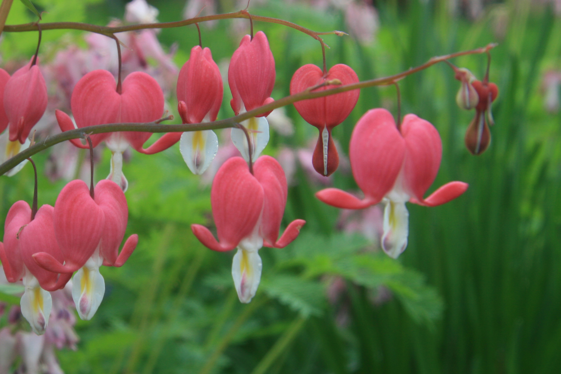 Bleeding Hearts 1 4X6