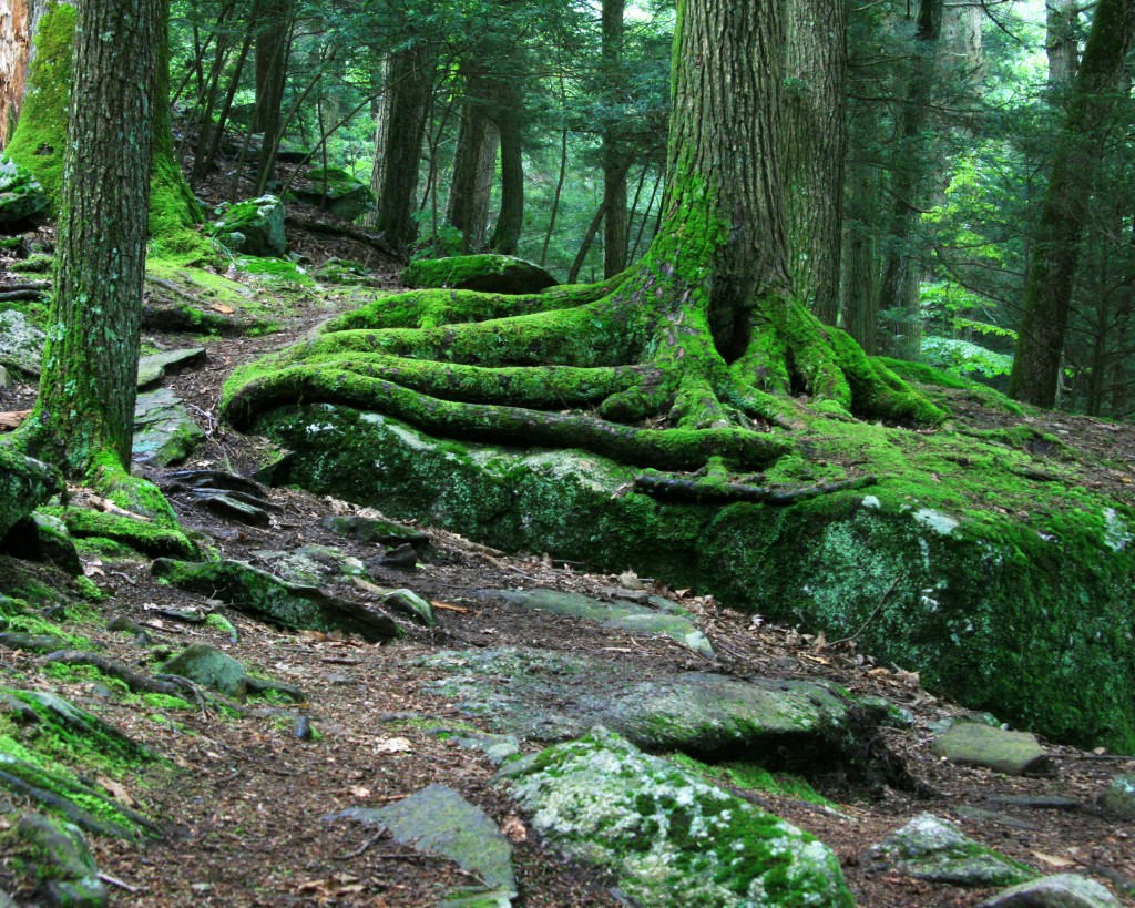 Spring is just around the corner! Just a few more weeks until the forests will look like this again. Moss-covered forest, Devil's Hopyard State Park in East Haddam, Connecticut