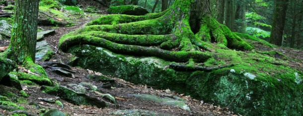 The Weekly Worldview: Spring in the forest