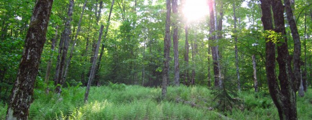 The Weekly Worldview: Hiking in Vermont