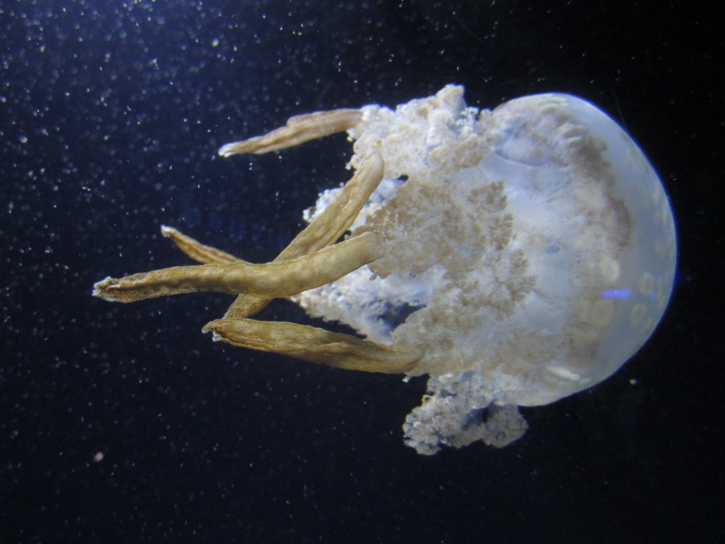 Jellyfish at National Aquarium Baltimore