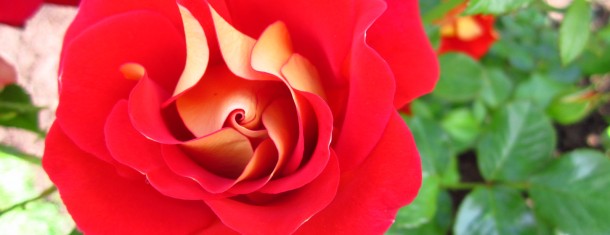 The Weekly Worldview: Hartford’s Elizabeth Park