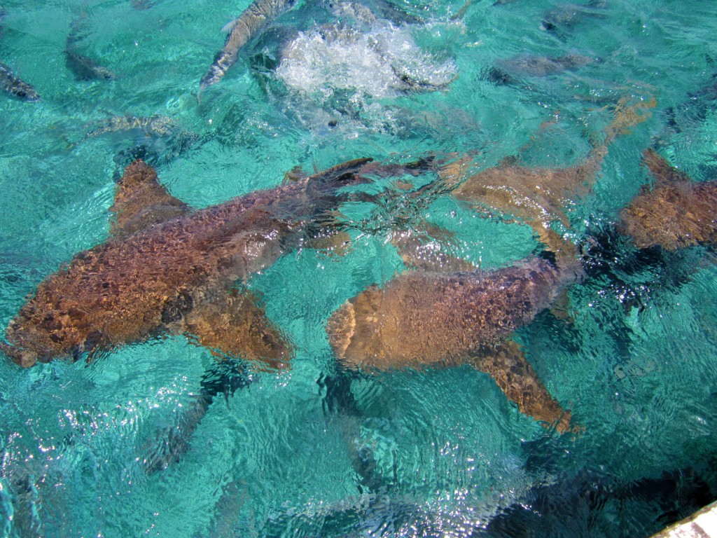 swim with sharks hol chan marine reserve belize