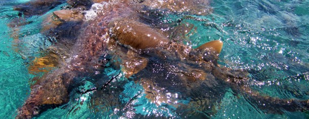 Swimming with sharks at Hol Chan Marine Reserve in Belize